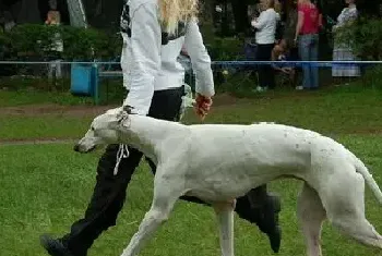 灵缇犬好训练吗？灵缇犬从小应该如何训练