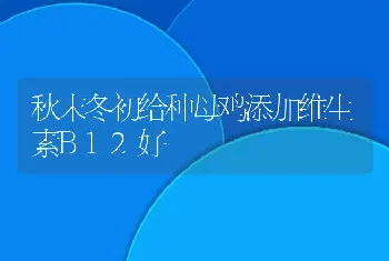 秋末冬初给种母鸡添加维生素B12好