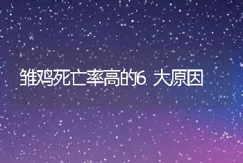 雏鸡死亡率高的6大原因