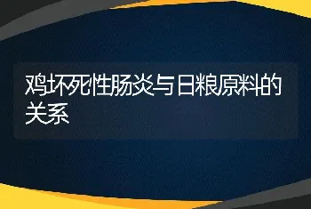 鸡坏死性肠炎与日粮原料的关系