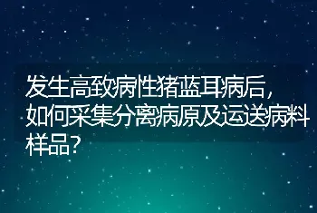 发生高致病性猪蓝耳病后，如何采集分离病原及运送病料样品？