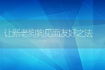 让新老狗狗见面友好之法