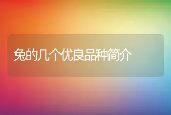 兔的几个优良品种简介