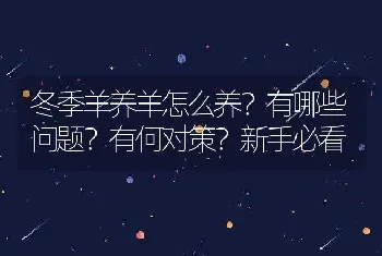 冬季羊养羊怎么养？有哪些问题？有何对策？新手必看