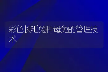 彩色长毛兔种母兔的管理技术