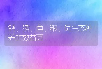 鸽、猪、鱼、粮、饲生态种养的效益高