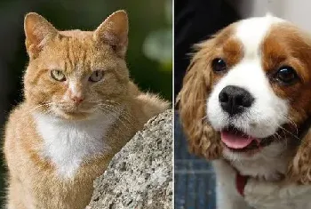 猫狗之争：从进化角度看猫科比犬科更好