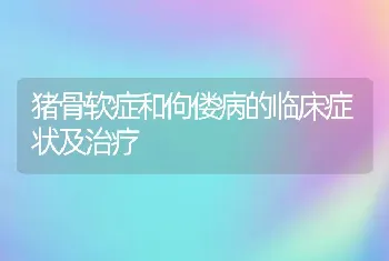 猪骨软症和佝偻病的临床症状及治疗