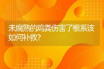 未腐熟的鸡粪伤害了根系该如何补救？