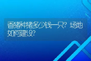 香猪种猪多少钱一只?场地如何建设?