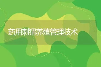 药用刺猬养殖管理技术