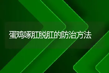 蛋鸡啄肛脱肛的防治方法