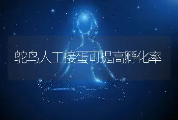 鸵鸟人工接蛋可提高孵化率