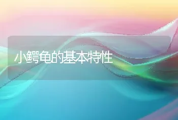 小鳄龟的基本特性