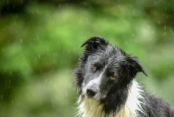 边牧犬如何训练