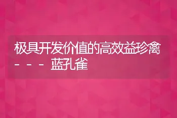 极具开发价值的高效益珍禽---蓝孔雀