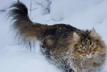 怎么挑选挪威森林猫？主要看这几点！