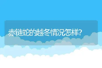 赤链蛇的越冬情况怎样？