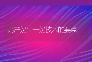 高产奶牛干奶技术的要点