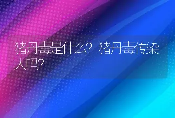 猪丹毒是什么？猪丹毒传染人吗？