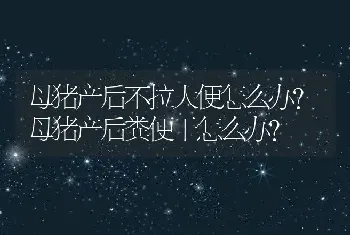 母猪产后不拉大便怎么办？母猪产后粪便干怎么办？