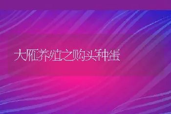 大雁养殖之购买种蛋