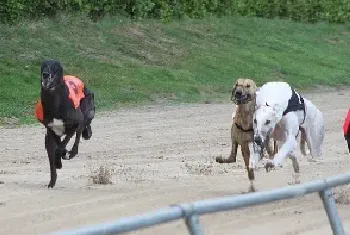 [格力犬]灵缇犬的训练原则和狩猎训练