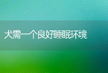 犬需一个良好睡眠环境