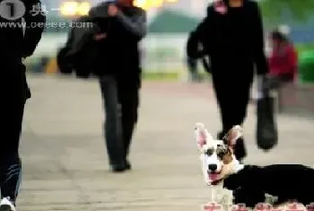 香港政府立法禁止虐畜和吃猫狗