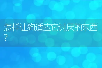 怎样让狗适应它讨厌的东西?