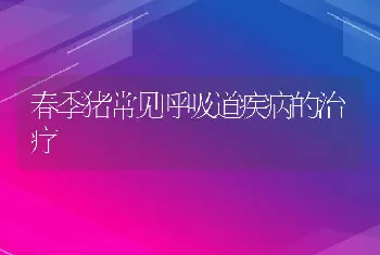 春季猪常见呼吸道疾病的治疗