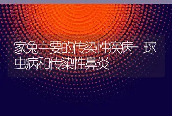 家兔主要的传染性疾病-球虫病和传染性鼻炎