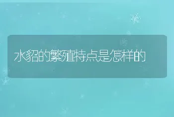 水貂的繁殖特点是怎样的