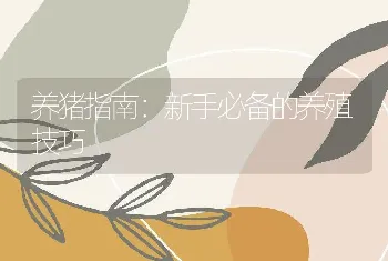 养猪指南：新手必备的养殖技巧