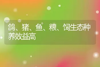 鸽、猪、鱼、粮、饲生态种养效益高