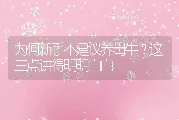 为何新手不建议养母牛？这三点讲得明明白白