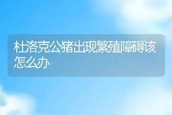 杜洛克公猪出现繁殖障碍该怎么办