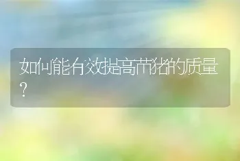 如何能有效提高苗猪的质量?