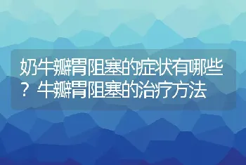 奶牛瓣胃阻塞的症状有哪些？牛瓣胃阻塞的治疗方法