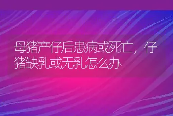 母猪产仔后患病或死亡，仔猪缺乳或无乳怎么办