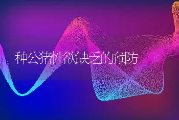 种公猪性欲缺乏的预防