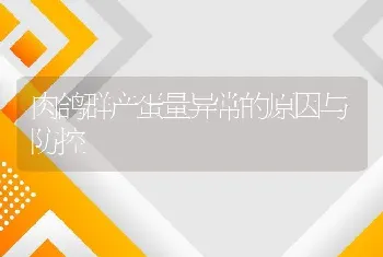 肉鸽群产蛋量异常的原因与防控