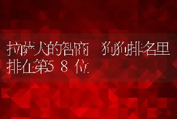 拉萨犬的智商 狗狗排名里排在第58位