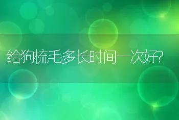 给狗梳毛多长时间一次好?