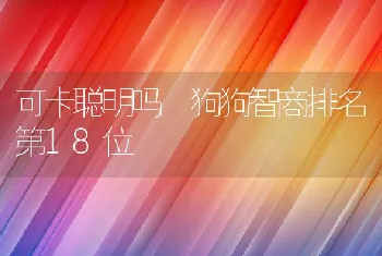 可卡聪明吗 狗狗智商排名第18位