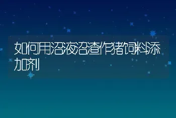 如何用沼液沼渣作猪饲料添加剂