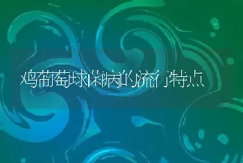 鸡葡萄球菌病的流行特点