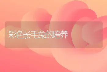 彩色长毛兔的培养