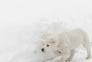 超大型犬品种大全