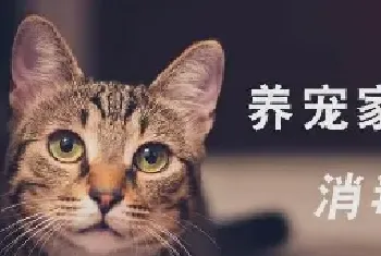 猫能闻84消毒液吗? 如何为猫咪选择消毒液?